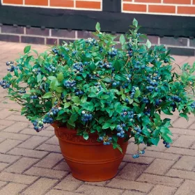   Borovnice Hortblue Petite - sadika za gojenje na balkonu ali v manjšem vrtu