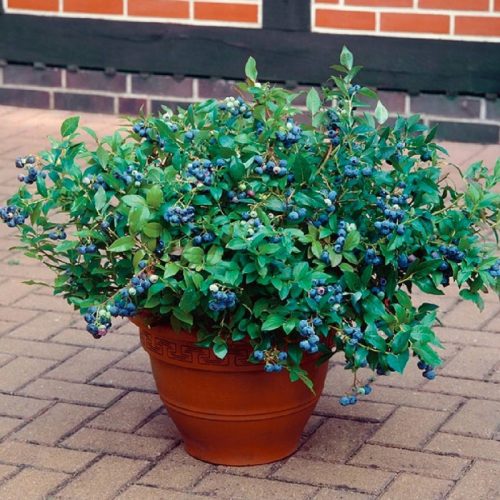 Borovnice Hortblue Petite - sadika za gojenje na balkonu ali v manjšem vrtu