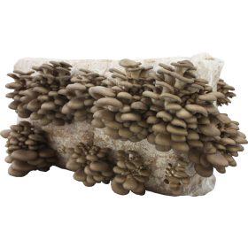  Mycelium Planto ostrigar bala 15 kg