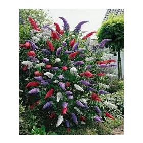 Tricolor budleja TRIKOLOR - PREMIUM SADNICE