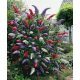 Tricolor budleja TRIKOLOR - PREMIUM SADNICE