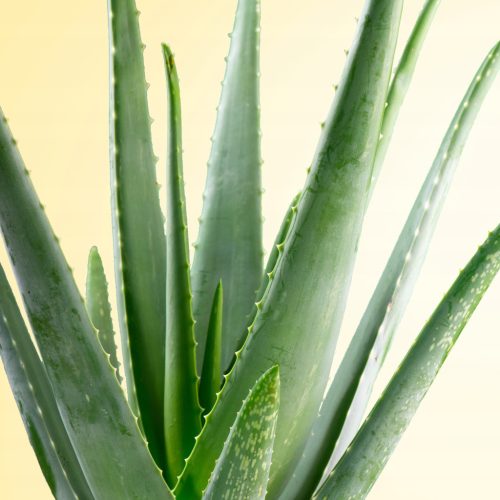 Sadika aloe vere v 0,5-1 litrski posodi