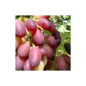 Sadika trte BAJKONUR v posodi 3-5l 100-120 cm