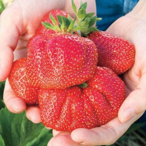 Jagode Gigant Mega Velike, paket 10 sadik

Jagode Gigant Mega Velike so posebna sorta, ki daje izjemno velike in okusne sadeže, lahko težke tudi do 100 g! Te jagode so res prava paša za oči in brbonči