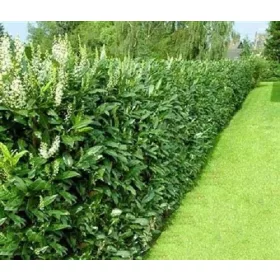 VZHODNA ČEŠNJA LAUREN CAUCASICA 40-60 CM