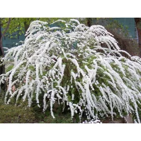   Tawuła norweska 'Grefsheim' v loncu 2-3l, 60-80 cm