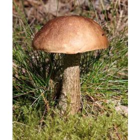  KOŹLARZ BABKA gozdne gobe MYBIA mikoriza KOZAK