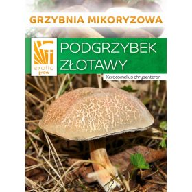  ZLATA GOBA gozdne gobe MYCORD mikoriza