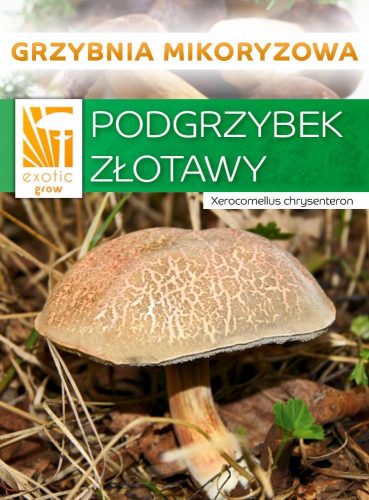  ZLATA GOBA gozdne gobe MYCORD mikoriza