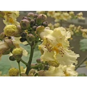 C5 RUMENOCVETNA KATALPA 130-150 CM