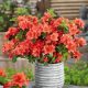 Azalea japonica Geisha Orange