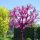 Judova drevesa kanadskega judasa Cercis canadensis