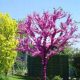 Judova drevesa kanadskega judasa Cercis canadensis