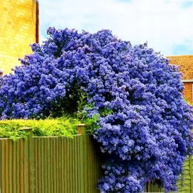   PRUSZNIK VICTORIA ~ ZIMZELONI PRUSZNIK MODRI - Višina 40-50 cm