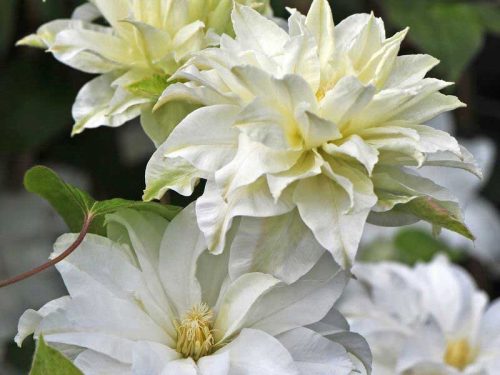 Clematis Maria Skłodowska-Curie v 2-3-litrski posodi 40 cm