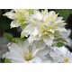 Clematis Maria Skłodowska-Curie v 2-3-litrski posodi 40 cm