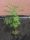 Albizija svilnato Albizia Rosea 50-80cm VELIKA