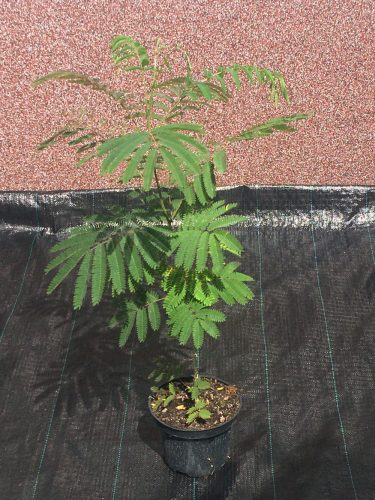 Albizija svilnato Albizia Rosea 50-80cm VELIKA