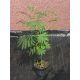 Albizija svilnato Albizia Rosea 50-80cm VELIKA