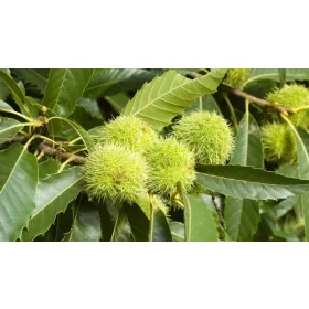 KOSTANJEV CASTANEA SATIVA 120-150 CM