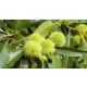 KOSTANJEV CASTANEA SATIVA 120-150 CM
