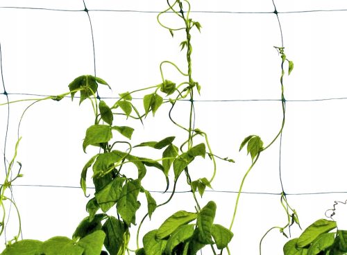 Vzpenjalna mreža Plantina za rastline 2x50m