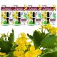 Gorski Glistnik CALLUS STRONG Warrot ZDRAVLJENJE 3ml