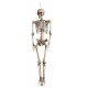 VELIK HALLOWEEN SKELETOR VISEČI DEKORACIJA 165 CM