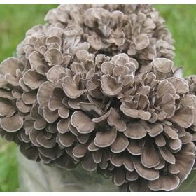  MAITAKE micelij pripravljen substrat 3 kg