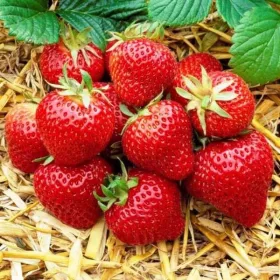   Polka Gozdne Jagode - Slovenian Strawberry Plant with Bare Roots, 5-5 cm