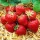 Polka Gozdne Jagode - Slovenian Strawberry Plant with Bare Roots, 5-5 cm