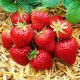 Polka Gozdne Jagode - Slovenian Strawberry Plant with Bare Roots, 5-5 cm