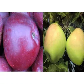   Jablane DUO MALINÓWKA in GOLDEN DELICIOUS, sadika z golo korenino, 140-170 cm
