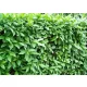 Ligustrum za živo mejo, 100-140 cm
