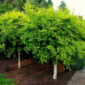 Brzoza Aurea - Čudovita Zlata Lipa z Bledimi Listi