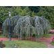 Cedra Glauca Pendula 80-100 cm 4L