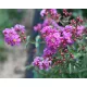 LAGERSTROEMIJA VIJOLIČNO Sijajna Brez Poldneva P9
