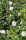 Hibiskus vrtni Lady Stanley Hibiscus syriacus 2L