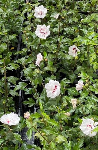Hibiskus vrtni Lady Stanley Hibiscus syriacus 2L