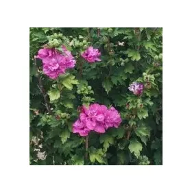 Hibiskus vrtni Ketmia Sirski DUC DE BRABANT v loncu 2L-C2