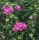 Hibiskus vrtni Ketmia Sirski DUC DE BRABANT v loncu 2L-C2