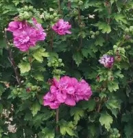 Hibiskus vrtni Ketmia Sirski DUC DE BRABANT v loncu 2L-C2