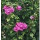 Hibiskus vrtni Ketmia Sirski DUC DE BRABANT v loncu 2L-C2