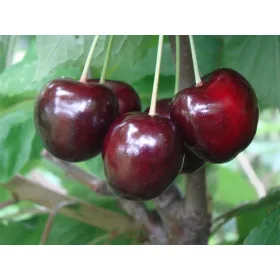 Cvetje in sadje češenj REGINA v posodi 2-3l 110-170 cm