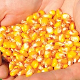 Najboljša semena koruze za slovenski trg