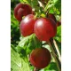 Sadike brez trnja, Kapetan, v posodi 1-2l, višine 90-120 cm
