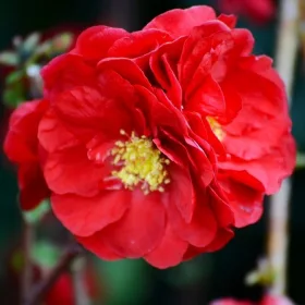 Pigwowiec Scarlet Storm / ZELO UČINKOVITA