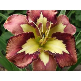   ebulice Slovenija | LILIOWIEC (HEMEROCALIS) SPACECOAST VEDEŠKI VZOREC