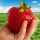 Sadilke jagod STRAWBERRY GIANT MEGA LARGE FRUIT 10 KOS SEMENI JAGODE + NAVODILA