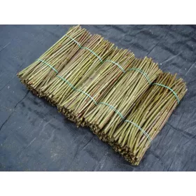 Beli liguster 20-20 cm